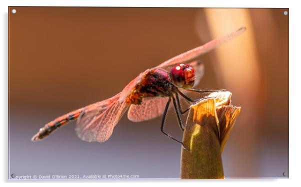 Red-veined Dropwing Dragonfly (male) Acrylic by David O'Brien