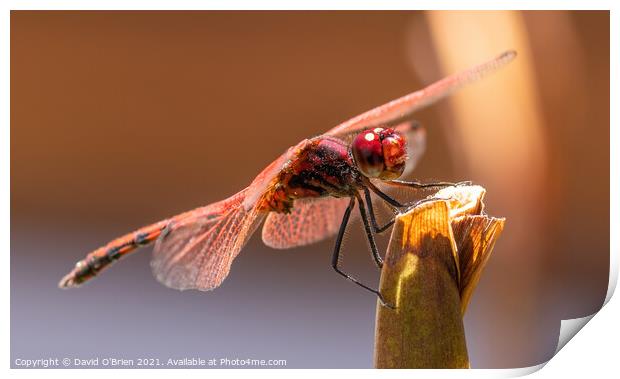 Red-veined Dropwing Dragonfly (male) Print by David O'Brien