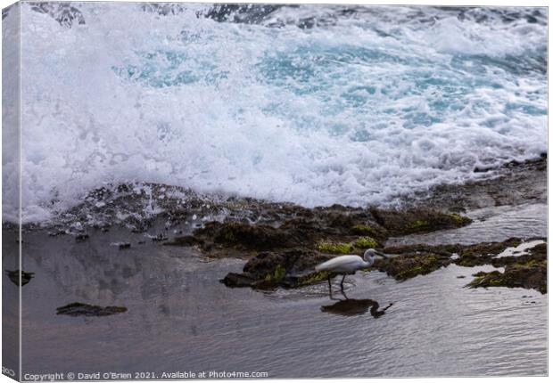 Little egret dodging the waves Canvas Print by David O'Brien