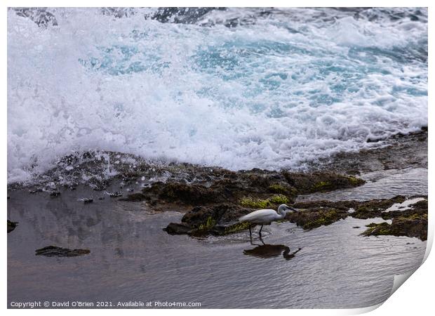 Little egret dodging the waves Print by David O'Brien