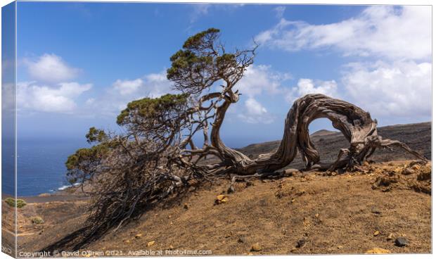 El Hierro island Canvas Print by David O'Brien