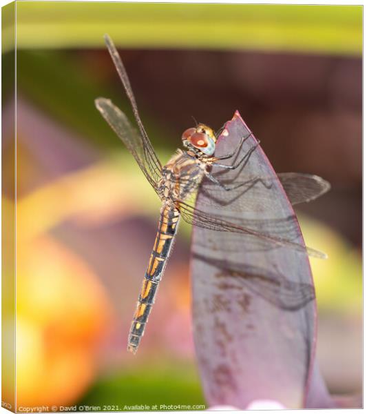 Red-veined Dropwing Dragonfly Canvas Print by David O'Brien