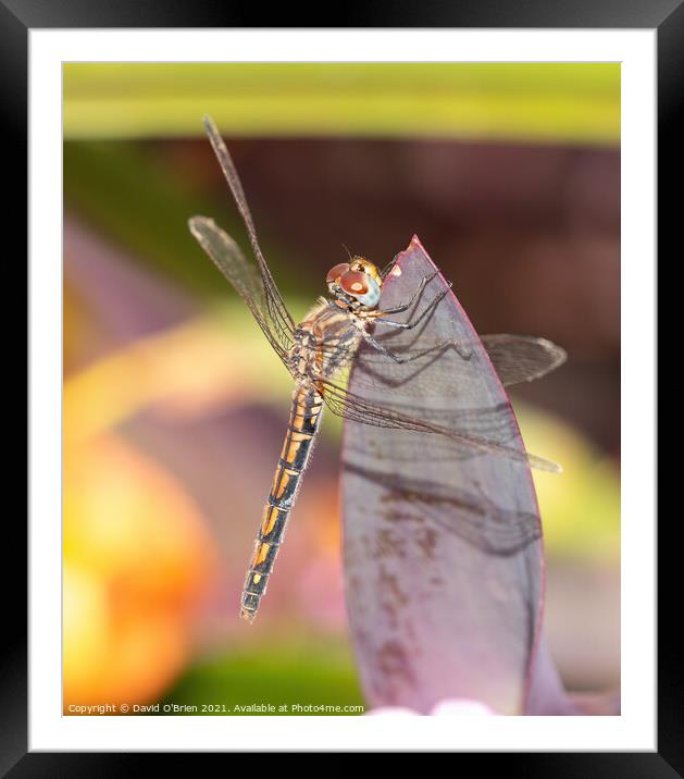 Red-veined Dropwing Dragonfly Framed Mounted Print by David O'Brien
