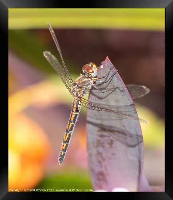 Red-veined Dropwing Dragonfly Framed Print by David O'Brien