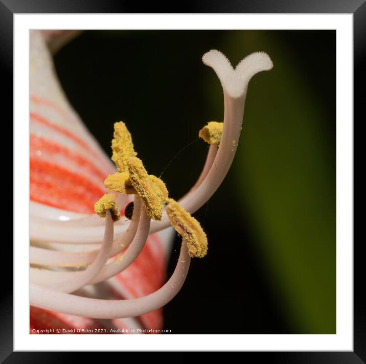 Anther and pistil close-up Framed Mounted Print by David O'Brien