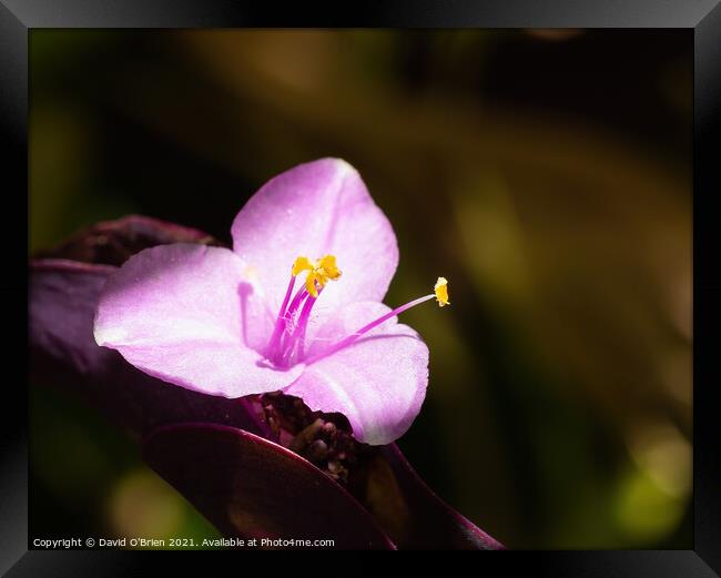 Pink flower in sun Framed Print by David O'Brien