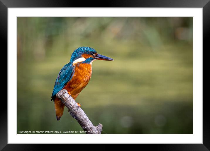 Majestic Kingfisher on a Summer Day Framed Mounted Print by Martin Yiannoullou