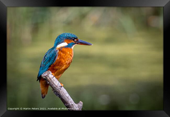 Majestic Kingfisher on a Summer Day Framed Print by Martin Yiannoullou