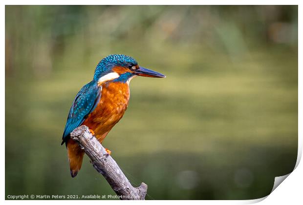 Majestic Kingfisher on a Summer Day Print by Martin Yiannoullou