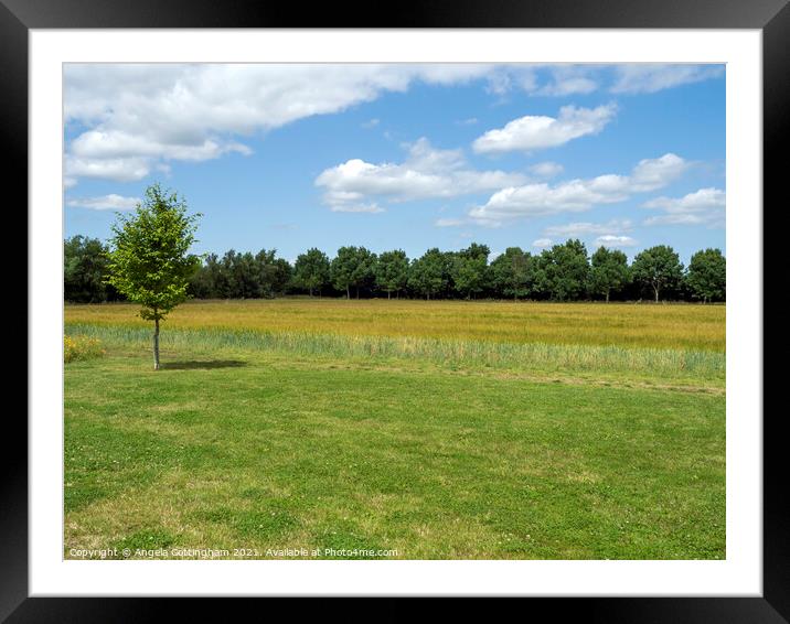 Field with Tree Framed Mounted Print by Angela Cottingham