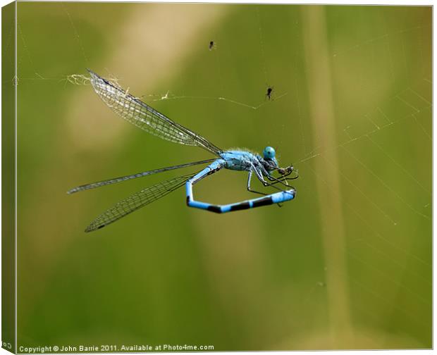 Common Blue Damselfly (Male) Canvas Print by John Barrie