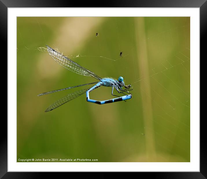 Common Blue Damselfly (Male) Framed Mounted Print by John Barrie