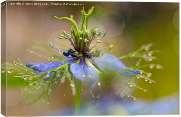 dancing in the rain, Love in a mist Canvas Print by kathy white