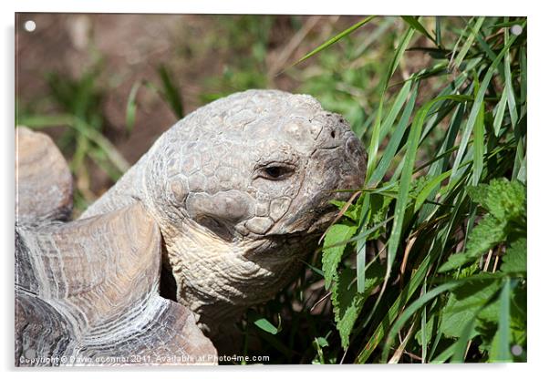 Tortoise, Eagle Heights Acrylic by Dawn O'Connor