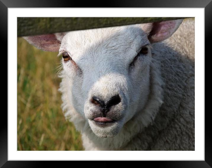 Cheeky chap lamb Framed Mounted Print by Roy Hinchliffe