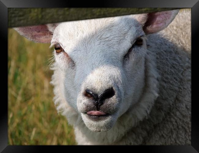 Cheeky chap lamb Framed Print by Roy Hinchliffe