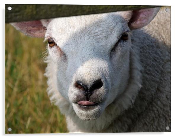 Cheeky chap lamb Acrylic by Roy Hinchliffe