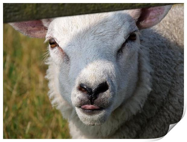 Cheeky chap lamb Print by Roy Hinchliffe