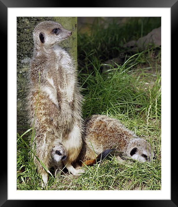Meerkats Framed Mounted Print by Sam Smith