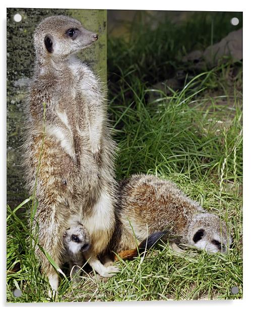 Meerkats Acrylic by Sam Smith