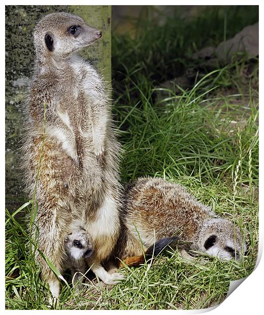 Meerkats Print by Sam Smith