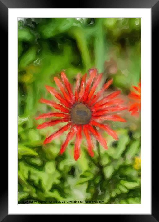 Vibrant African Daisy Painting Framed Mounted Print by Darren Wilkes