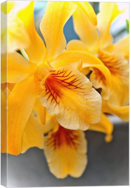 Yellow Orchid Flower Flowering Plant Canvas Print by Andy Evans Photos