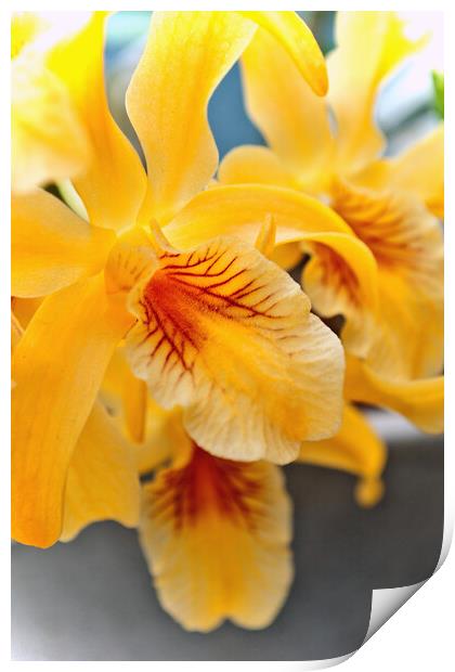 Yellow Orchid Flower Flowering Plant Print by Andy Evans Photos