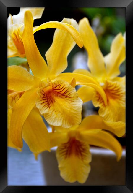 Yellow Orchid Flower Flowering Plant Framed Print by Andy Evans Photos