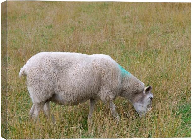 A sheep grazing Canvas Print by Roy Hinchliffe