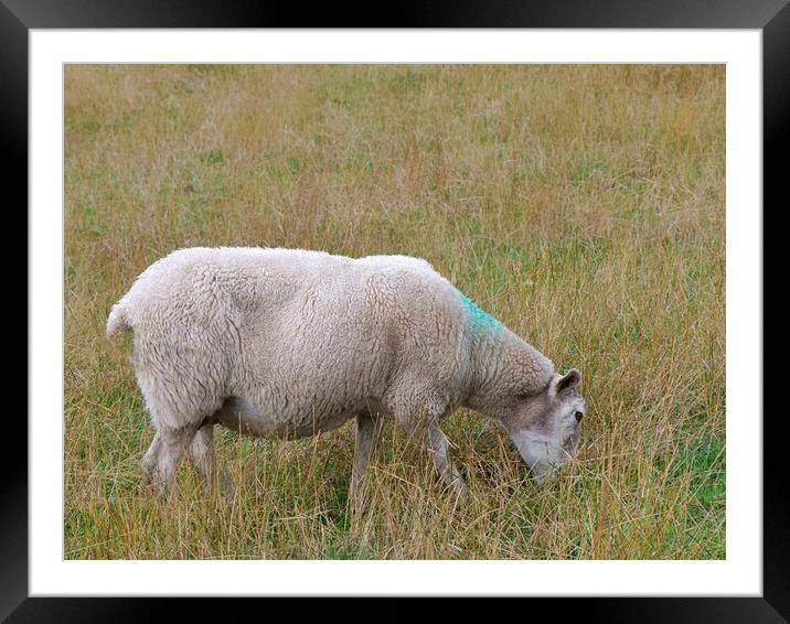 A sheep grazing Framed Mounted Print by Roy Hinchliffe