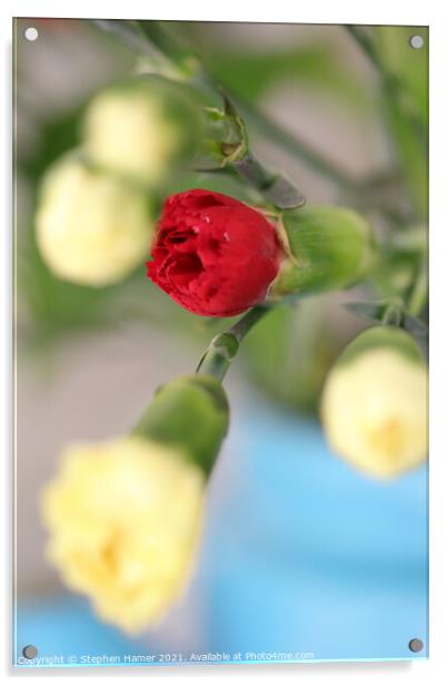Red Carnation Bud Acrylic by Stephen Hamer