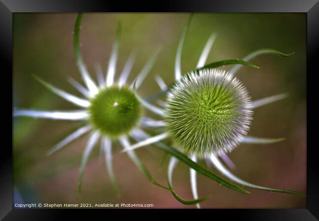 Teasel Framed Print by Stephen Hamer