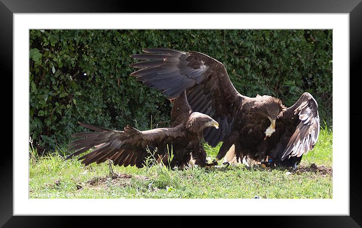 Sea Eagles Fighting over chick Framed Mounted Print by Dawn O'Connor