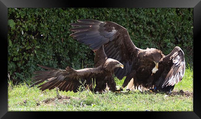 Sea Eagles Fighting over chick Framed Print by Dawn O'Connor