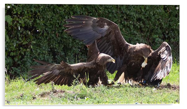 Sea Eagles Fighting over chick Acrylic by Dawn O'Connor