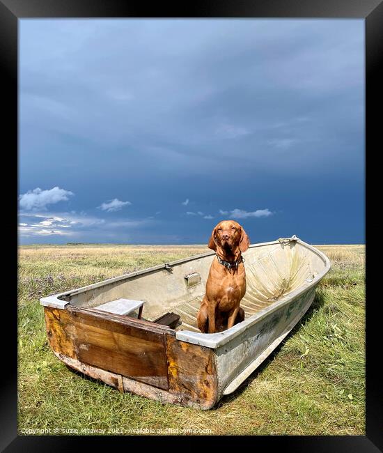 Dog in a boat, Brancaster, Norfolk Framed Print by suzie Attaway