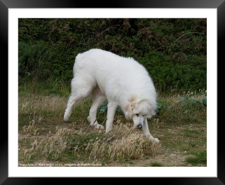Pyrenean Mountain Dog Framed Mounted Print by Mark Ward