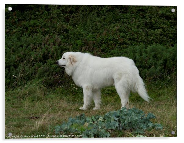 Big White Dog. Acrylic by Mark Ward
