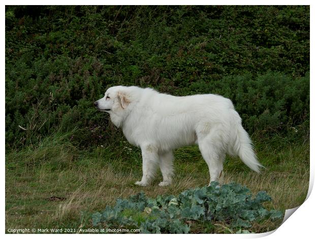 Big White Dog. Print by Mark Ward