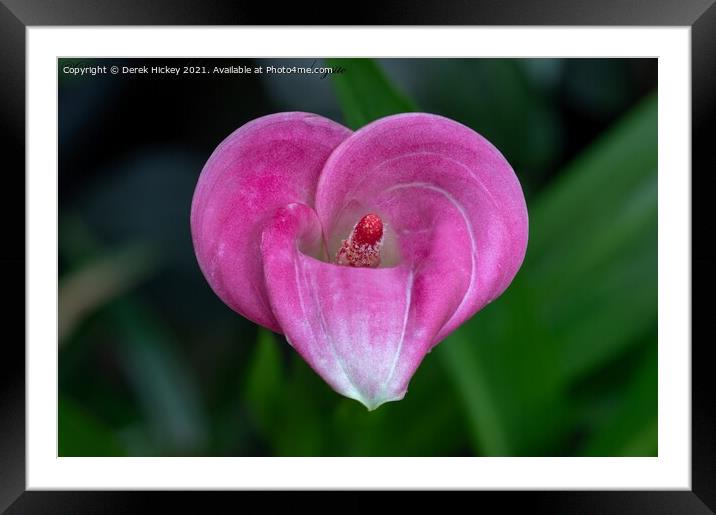 Love Heart Calla Lily Framed Mounted Print by Derek Hickey