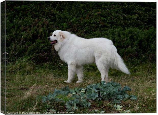 Pyrenean Mountain Dog with an enigmatic smile. Canvas Print by Mark Ward