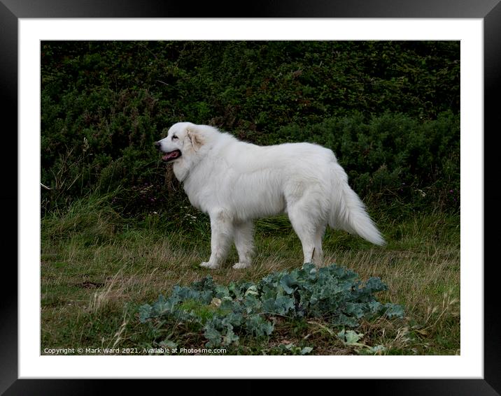 Pyrenean Mountain Dog with an enigmatic smile. Framed Mounted Print by Mark Ward