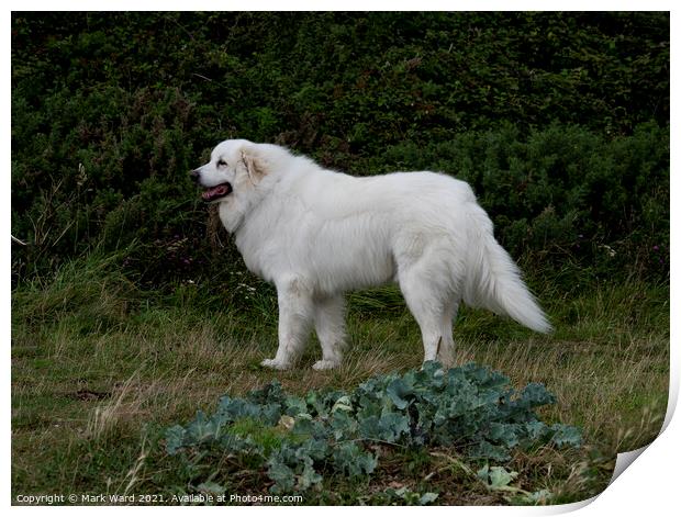Pyrenean Mountain Dog with an enigmatic smile. Print by Mark Ward