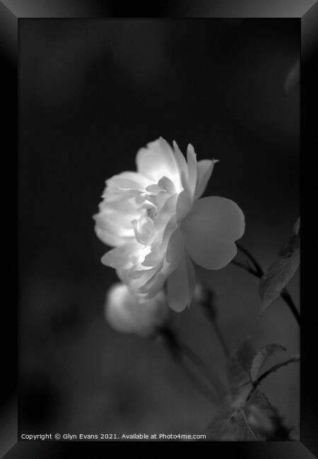 Wild white rose. Framed Print by Glyn Evans