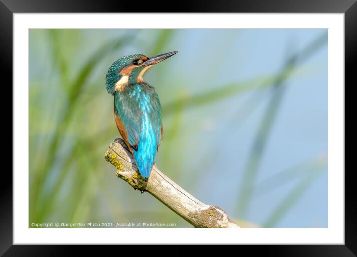 Kingfisher Female Portrait Framed Mounted Print by GadgetGaz Photo