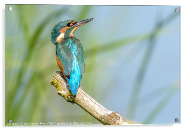 Kingfisher Female Portrait Acrylic by GadgetGaz Photo