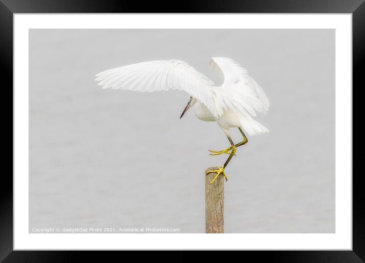 Little Egret landing Framed Mounted Print by GadgetGaz Photo