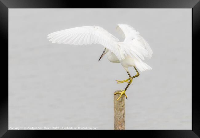 Little Egret landing Framed Print by GadgetGaz Photo