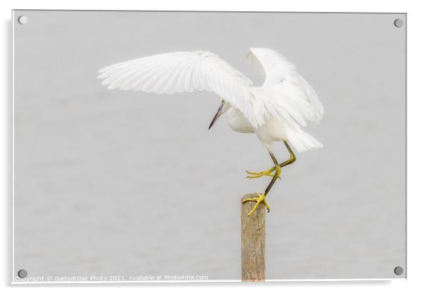 Little Egret landing Acrylic by GadgetGaz Photo
